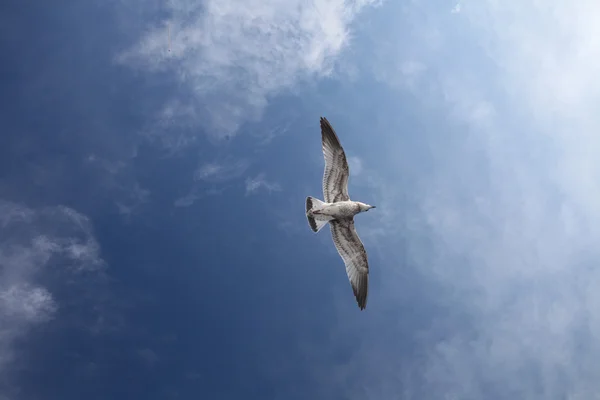 Gaviota — Foto de Stock