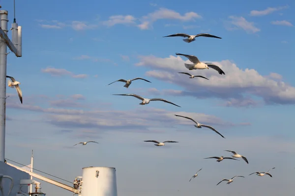 Seagull — Stock Photo, Image