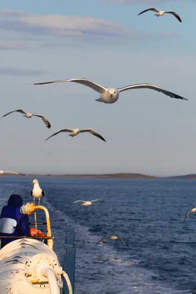 Gaviotas marinas — Foto de Stock