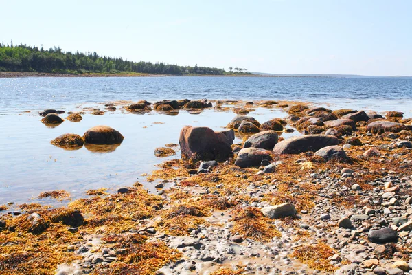 White sea beach on Solovetsky island — Stock Photo, Image