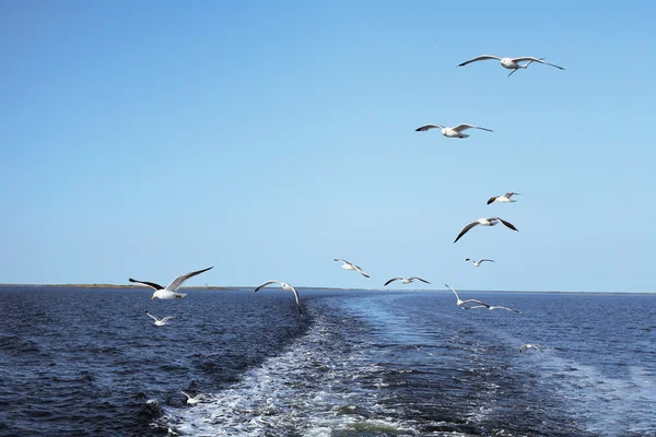 Sea gulls — Stock Photo, Image