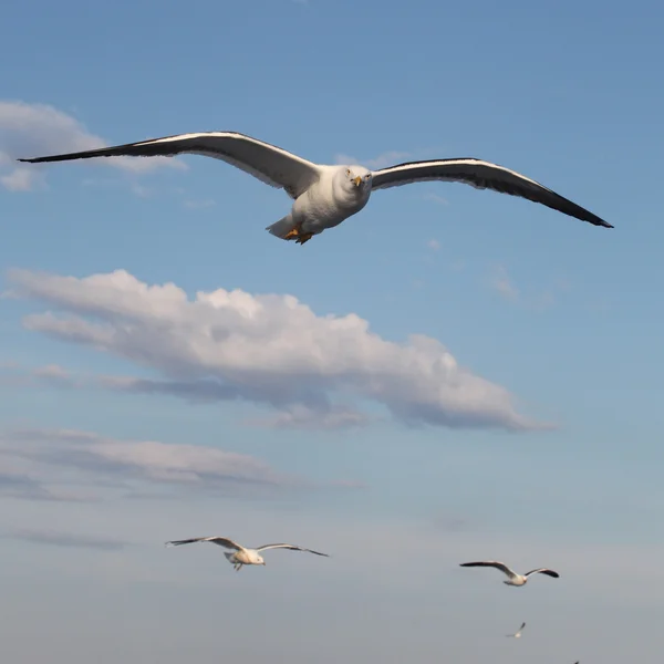 Sea gulls — Stock Photo, Image