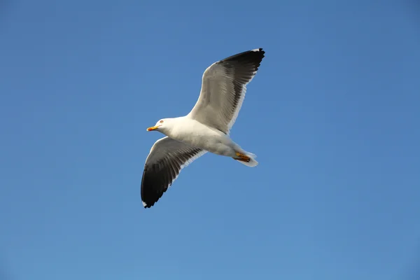 Fiskmåsar — Stockfoto