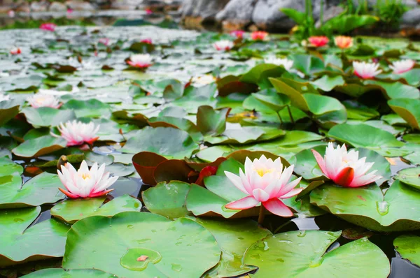 Lotus — Stock Photo, Image