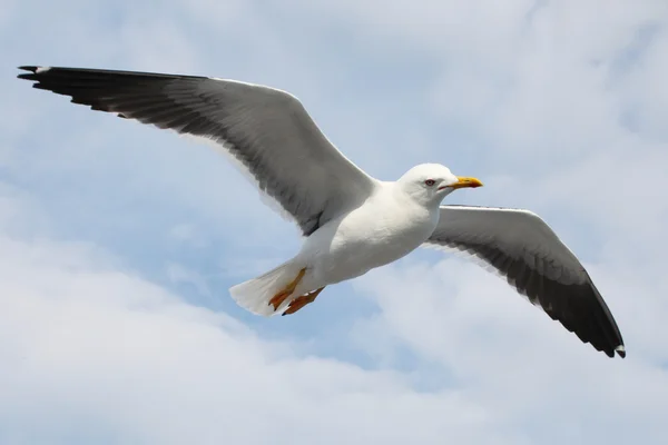 Seagull — Stock Photo, Image