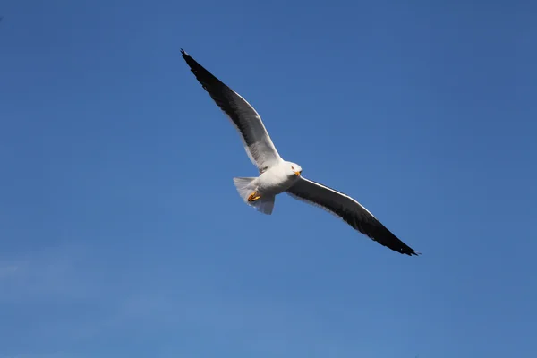 Seagull — Stock Photo, Image