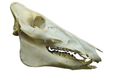 dinozor'ın kafatası
