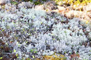 arka plan görüntü ile liken