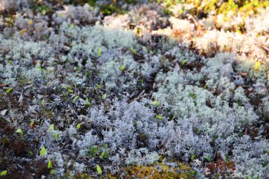 arka plan görüntü ile liken