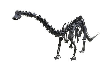 dinozorun iskeleti
