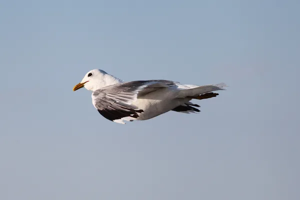 Seagulls — Stock Photo, Image