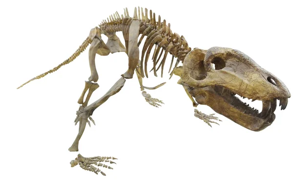 De dinosaurus skelet — Stockfoto