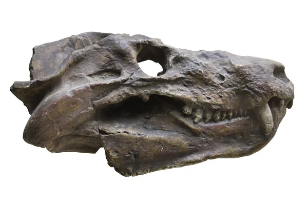 Dinosauří lebka — Stock fotografie