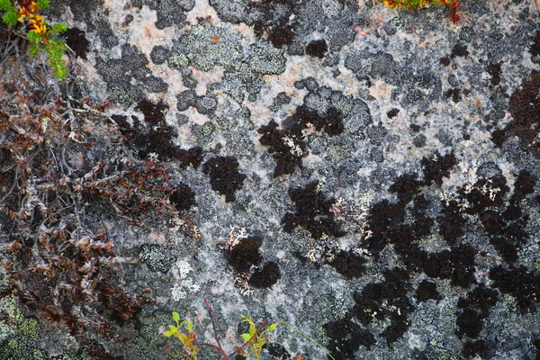 Sfondo con l'immagine del lichene — Foto Stock
