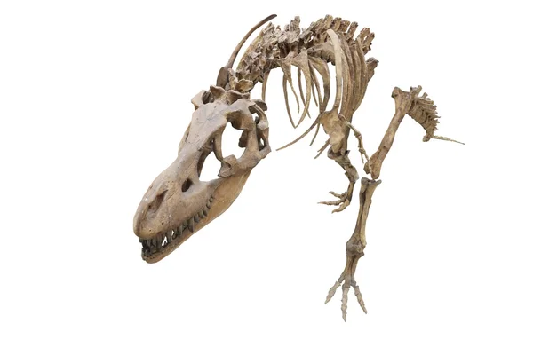 Dinosaur's skeleton — Stock Photo, Image