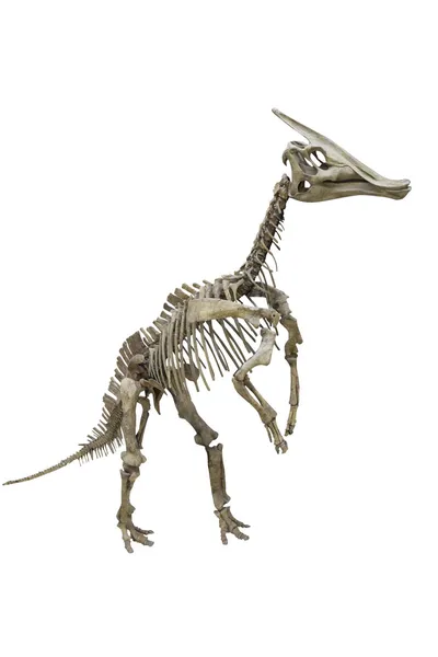 Dinosaur's skeleton — Stock Photo, Image