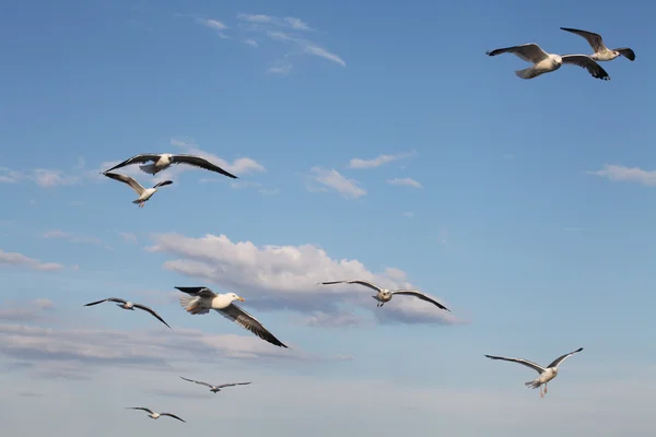 Sea gulls — Stock Photo, Image