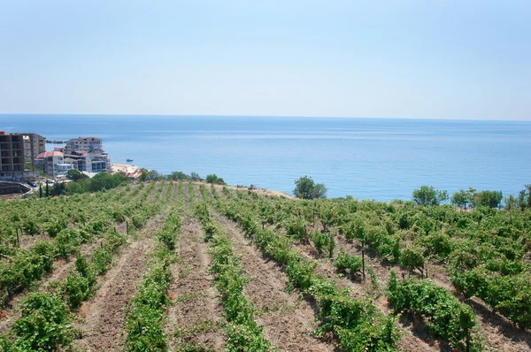 Mountain landscape with the image of vineyard. — Stock Photo, Image