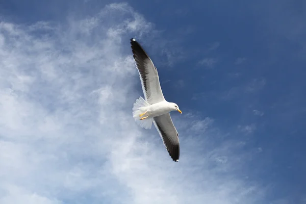 Meeuw — Stockfoto