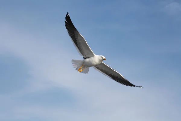 Meeuw — Stockfoto