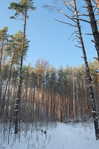 Paisaje con el omage de un bosque de invierno — Foto de Stock