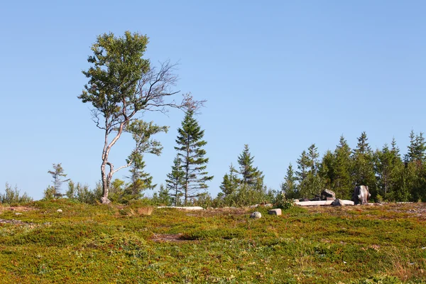 Landschap — Stockfoto