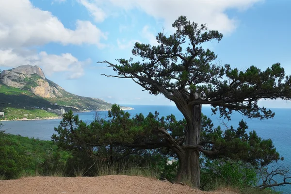 Albero di pino — Foto Stock