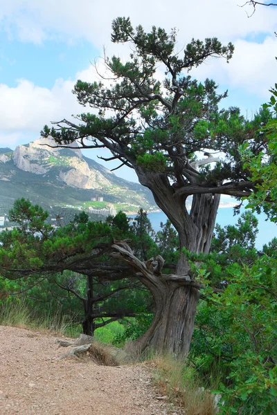 Albero di pino — Foto Stock