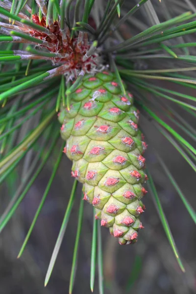 Pine cones Stock Picture