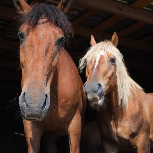 Par hästar — Stockfoto