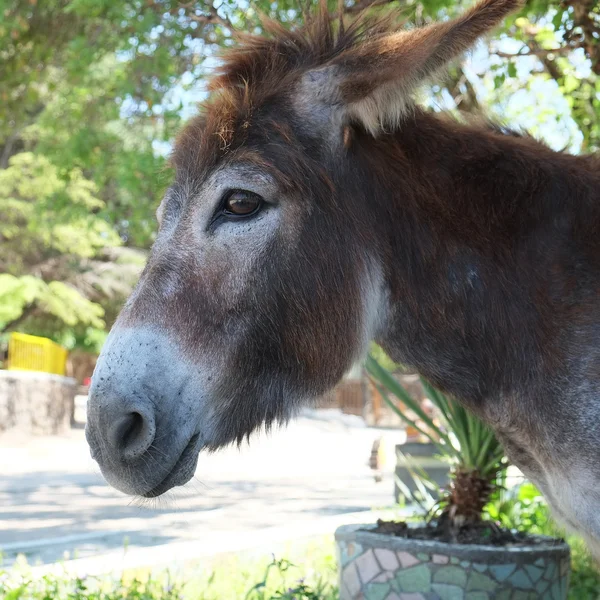 Cute Donkey — Stock Photo, Image
