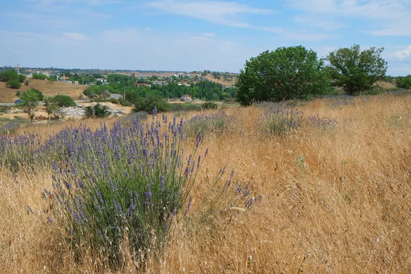 Lavendel veld — Stockfoto