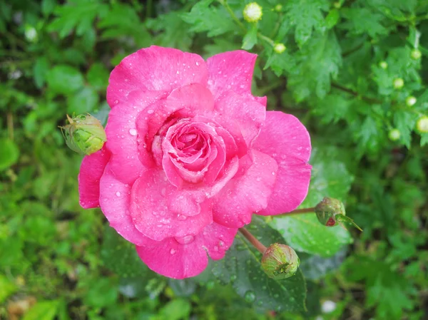 Rosa. — Fotografia de Stock