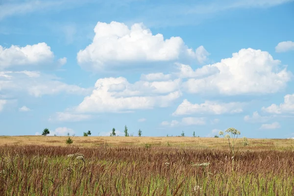 Landschap van de weide — Stockfoto