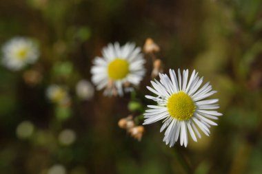 Kapalı çiçeklerin görüntüsü