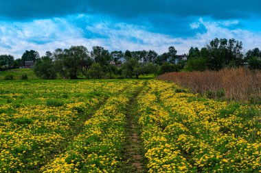 Sarı alanın görüntüsüyle manzara