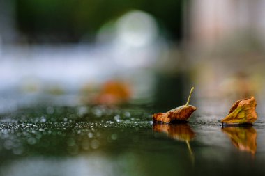 Asfalttaki sarı yaprakların görüntüsü