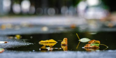 Asfalttaki sarı yaprakların görüntüsü