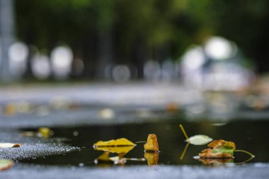 Asfalttaki sarı yaprakların görüntüsü