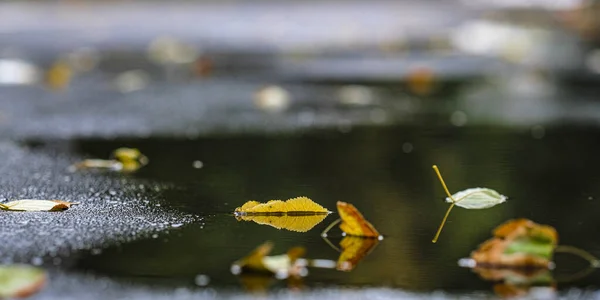 Image Yellow Leaves Asphalt — Zdjęcie stockowe