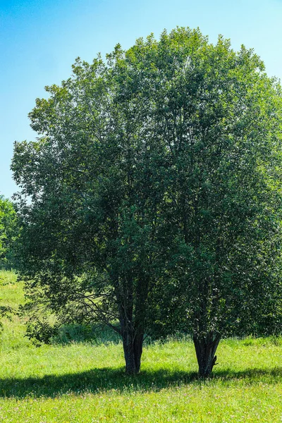 Het Beeld Van Een Groene Boom Dichtbij — Stockfoto