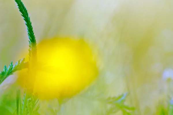 Våren blommor bakgrund — Stockfoto