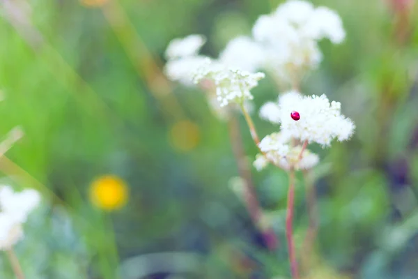 Το έντομο (πασχαλίτσα) σε ένα λουλούδι. — Φωτογραφία Αρχείου