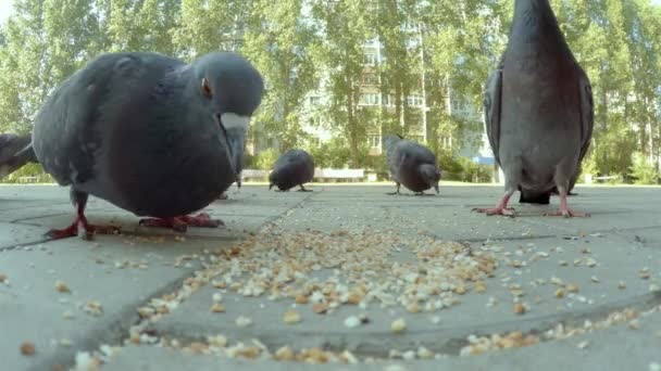 Grupo de pombos comendo na cidade — Vídeo de Stock