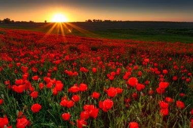 Sunset over field with Red poppies clipart