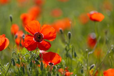 Mısır Tarlası Poppy Çiçekleri Baharda Papaver rhoeas