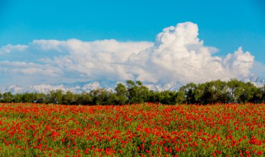 Kırmızı gelincikler tarlası