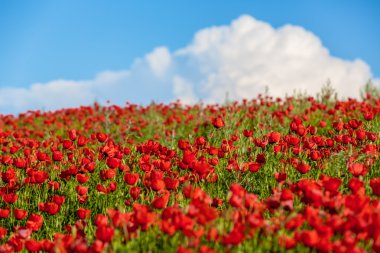 Kırmızı gelincikler tarlası