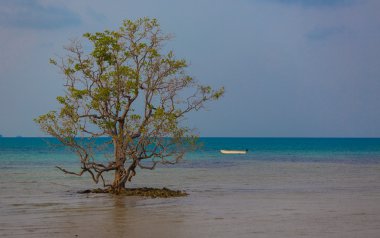 Yalnız ağaç Denizi