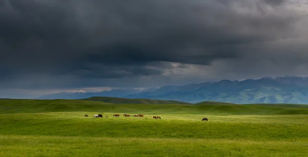 Górski krajobraz z wypasu koni i chmur burzowych — Zdjęcie stockowe